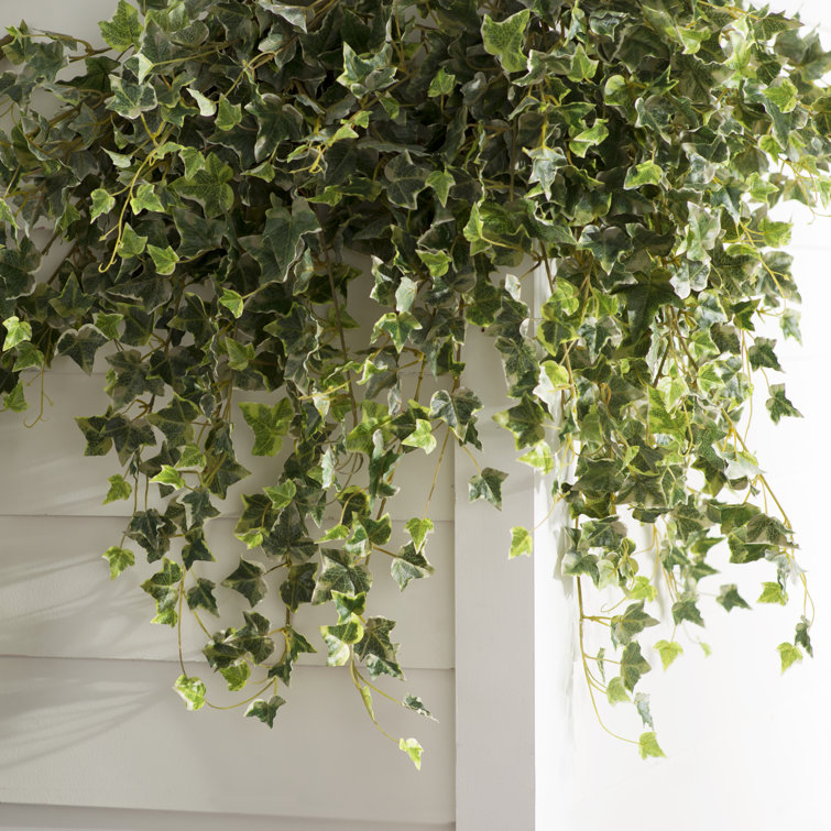 Charlton Home® Artificial Variegated Mini Hanging Bush Ivy Plant